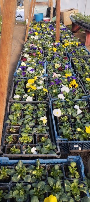 Продавам теменужки