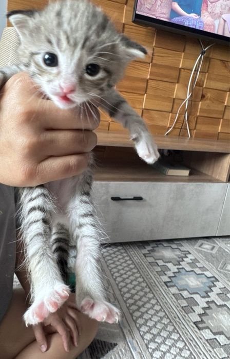 Отдам котят красивых и милых