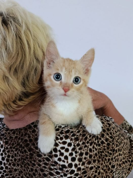 Котята кошки в добрые руки
