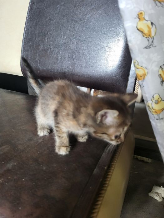 Котята в добрые руки!