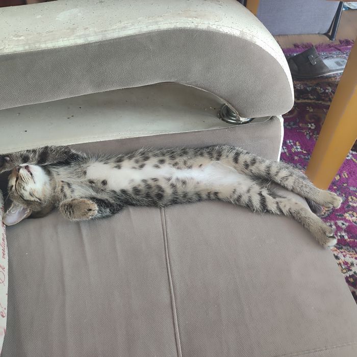 Отдам котят. Мальчики.