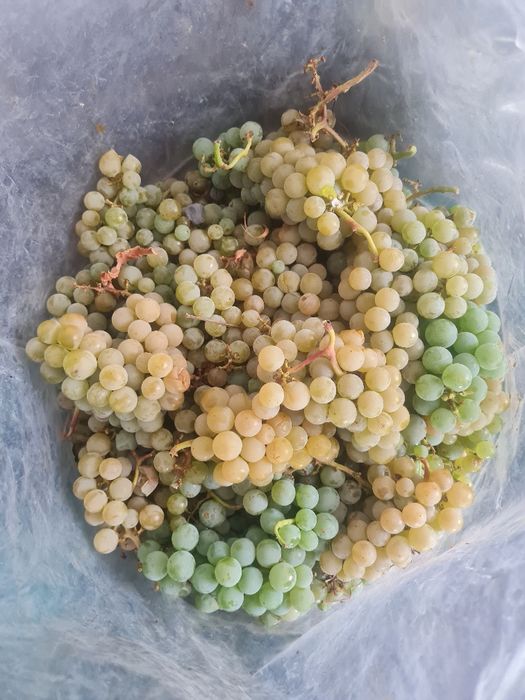 Producator, vand struguri capsunica + fraga alba