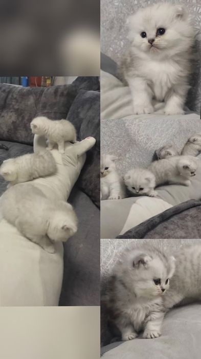 Вязка, котик с опытом