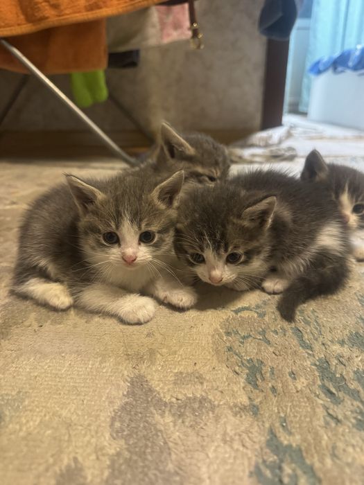 Отдам Котят Срочно