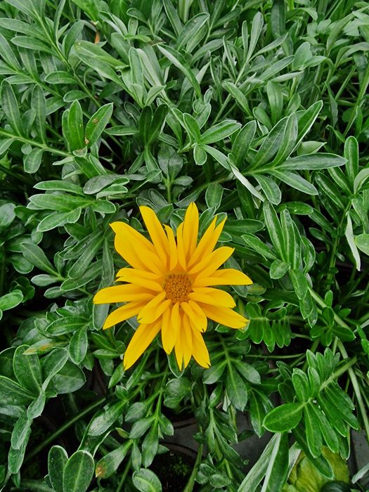 Flori de gradina si muscate