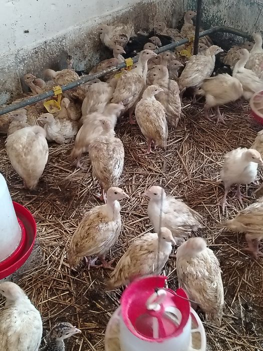 CURCANI ȘI Pui Rasa Mixta
