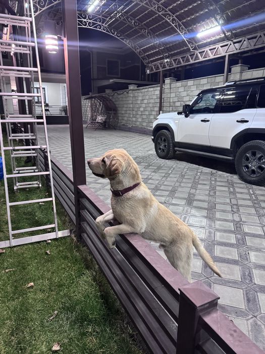 СРОЧНО! Лабрадор ретривер 9 мес. (Пират)