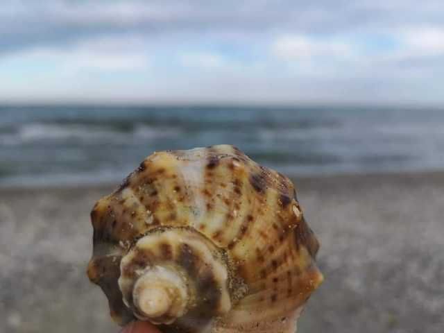 Teren Vadu - Plaja Vadu, In apropiere de Cherhanaua Bosoanca