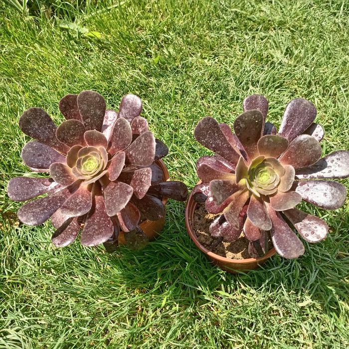 Эониум древовидный (Aeonium arboreum) — 12 см