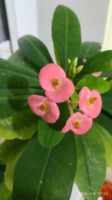 Молодое растение Молочай Миля