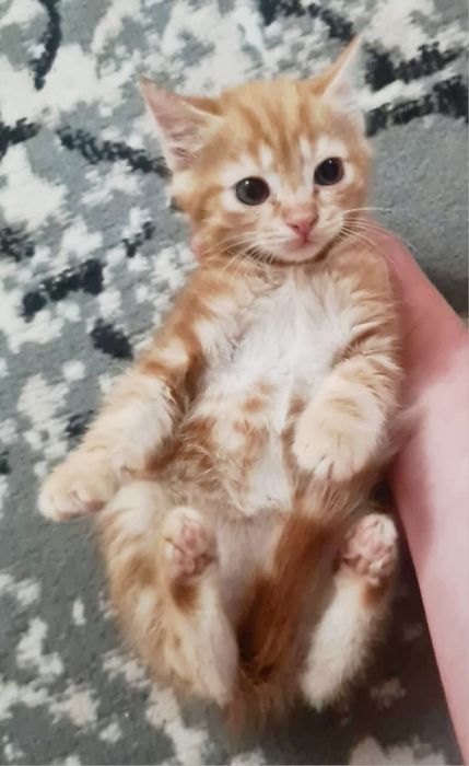 ШотЛандСкие _КотЯта