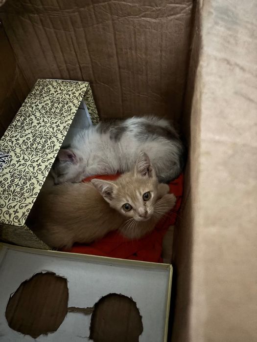 Котенок (в добрые руки)