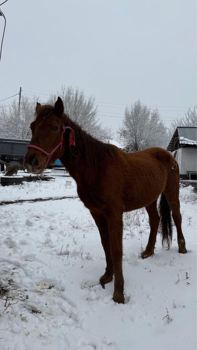 Буаз биелер 620мыннан