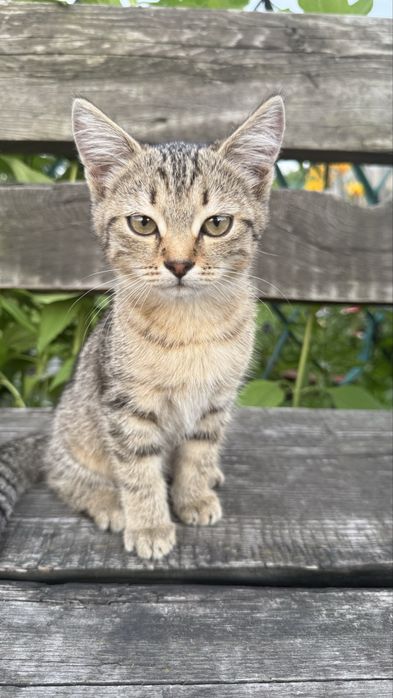 Котенок в добрые руки ( девочка )