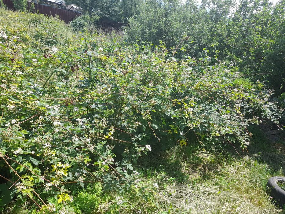 Продам саженцы ежемолины