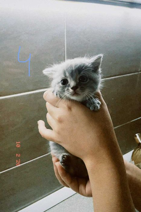 котята порадистый