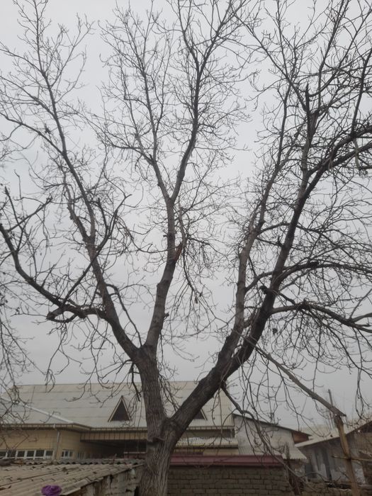 Yongo‘q darxti sotiladi 3 tub razmeri