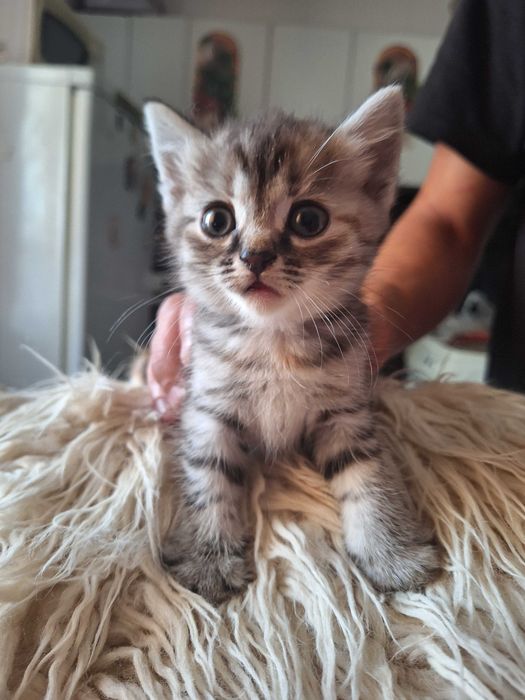 Отдам котят в хорошие руки!