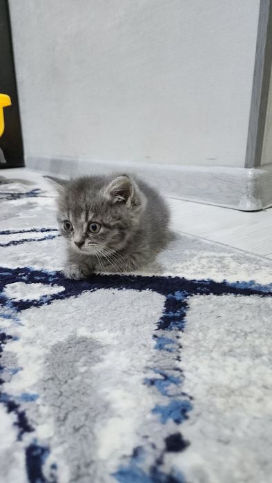 Породистый котята скоттиш страйт и фолд