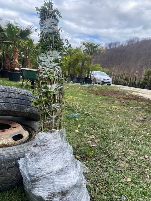 Lemn cainesc Pentru un gard viu minunat ! ligustrum ovalifolium