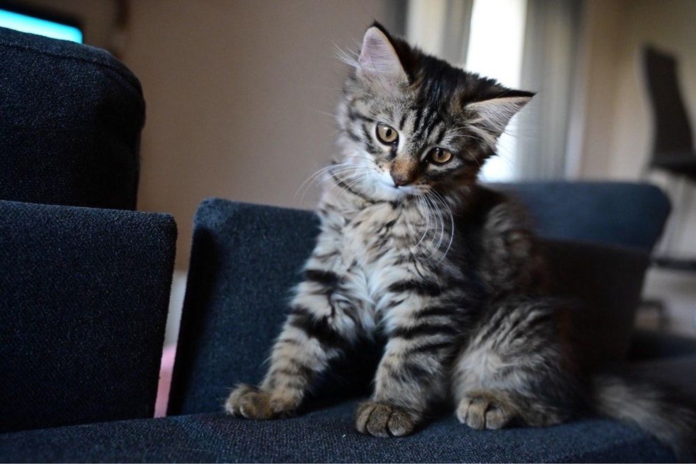 Котята ищут дом (2 девочки)