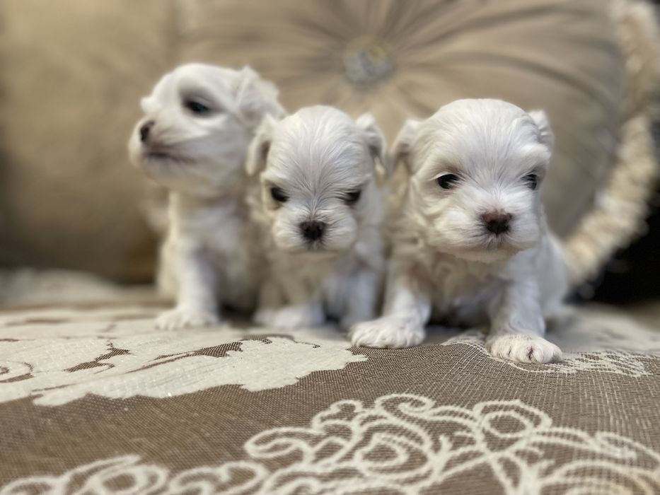 Лучший подарочек это «Я».