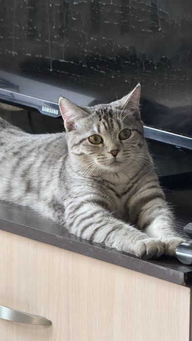 Продам британскую кошечку 8 мес