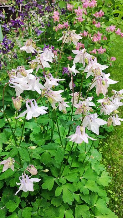 Семена Аквилегии (Водосбор). Микс.