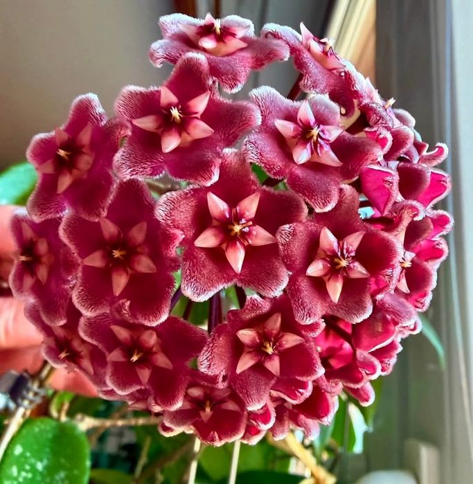 Hoya,  Lacrima Maicii Domnului