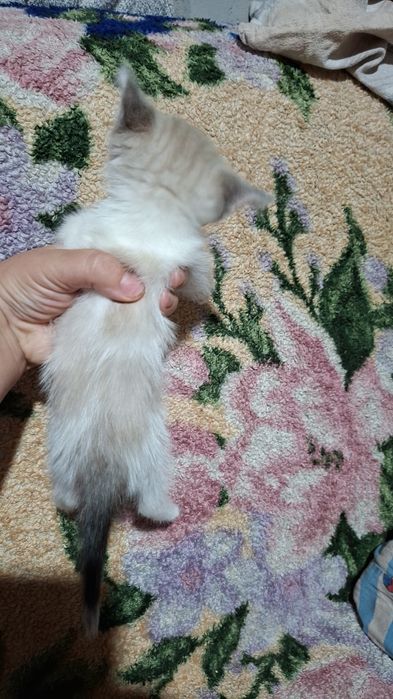 Отдам котят. Мальчики