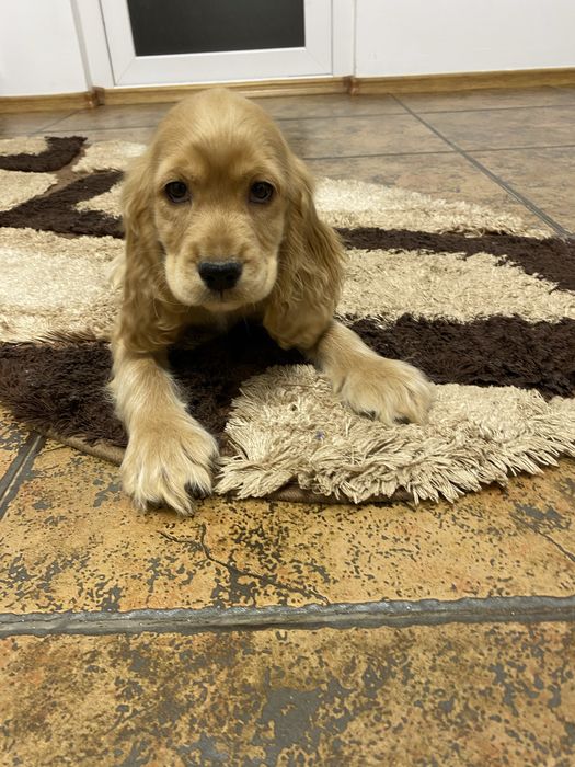 Cocker spaniel baiat