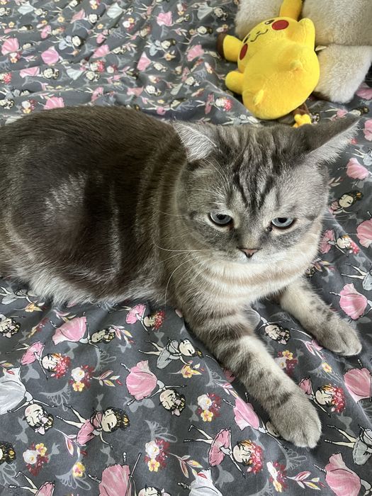 Передержка кошек