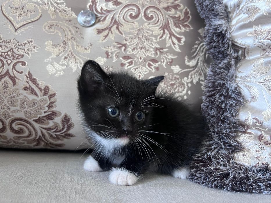 Отдам котят в добрые руки