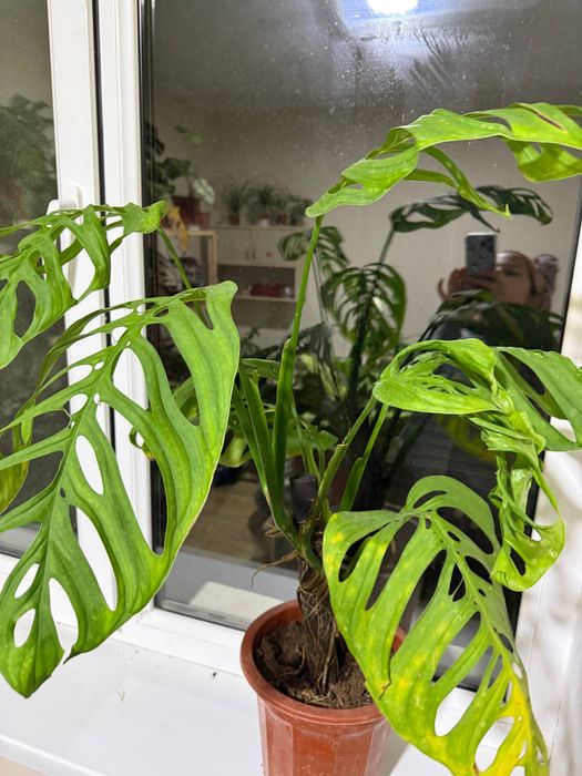 Монстера Эскелето шикарный