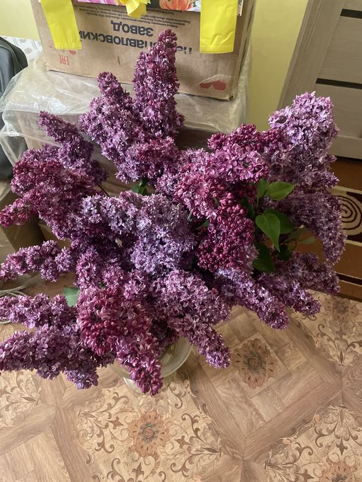 Сирень, Запах изумительный!