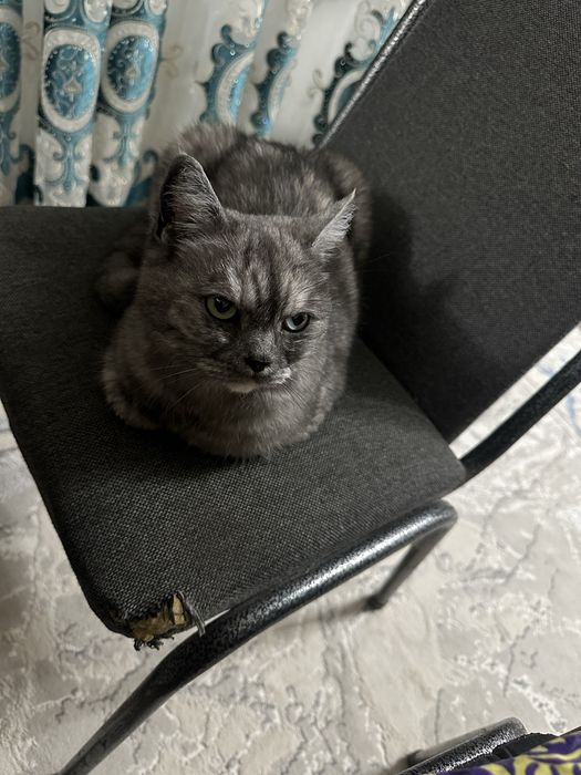 Кошка породости, стмпатичная