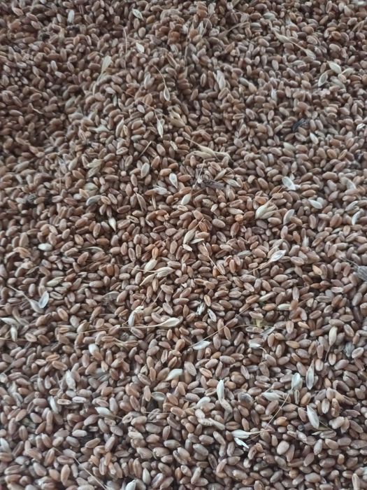 Porumb griu  triticale lucernă de sămânță