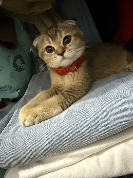 mushuk koshka кошка shinshilla