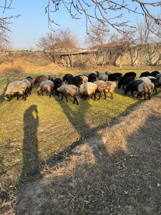 Bug’oz quy sotiladi