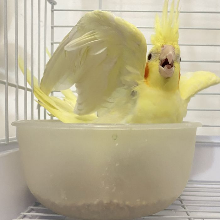 Красивая Корелла