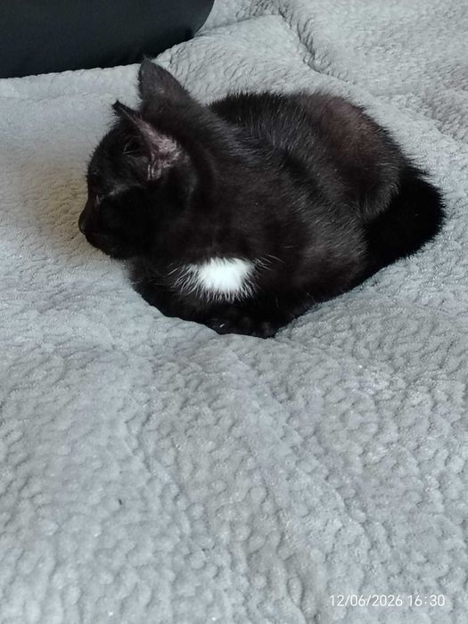 Котик ищет новый дом и хороших хозяев