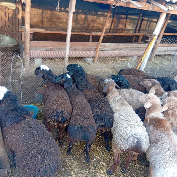 Қошқарлар сатылады