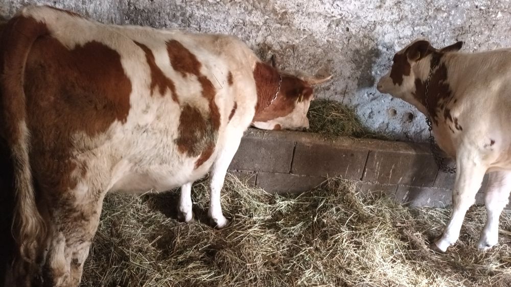 De vînzare 2 fetițe