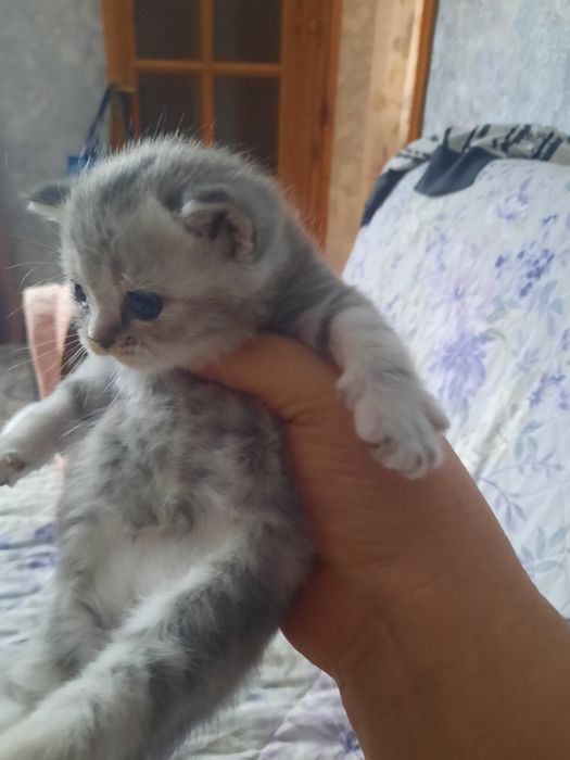 Продаются котята британцы