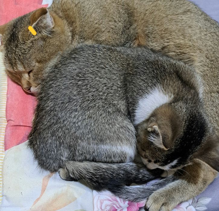 Кошка шотланская