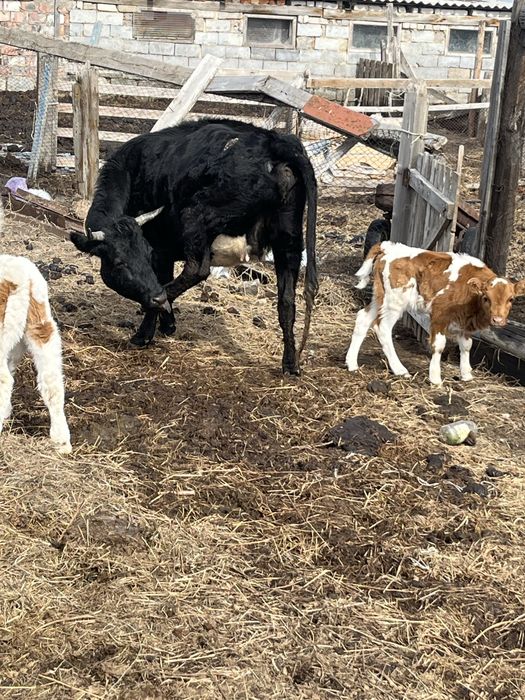 Продам дойных коров телятами