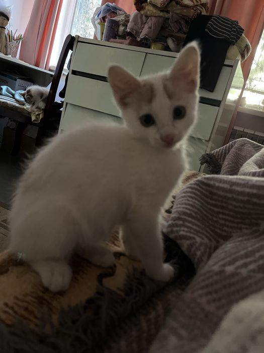 Отдам котят и кошку