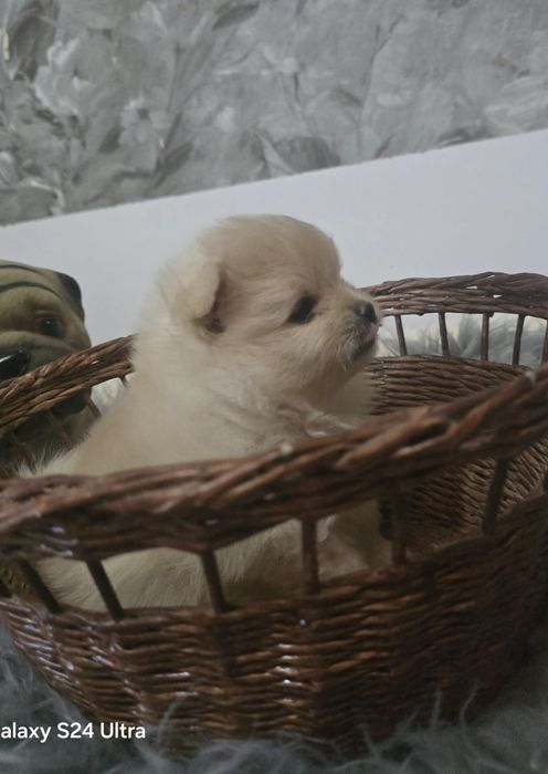 Девочка щенок Померанский шпиц