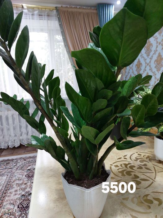 Цветы комнатные растения