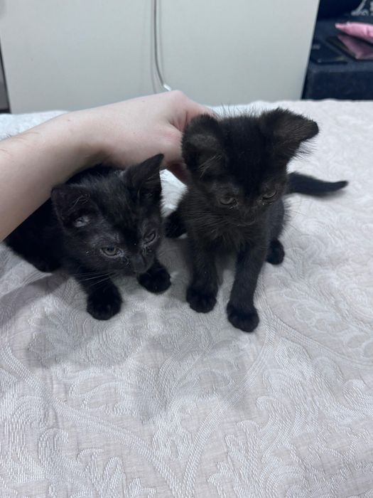 Отдам двух замечательных котят